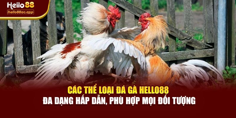 Các thể loại đá gà Hello88 đa dạng hấp dẫn, phù hợp mọi đối tượng