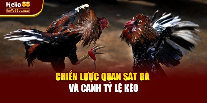 Chiến lược quan sát gà và canh tỷ lệ kèo