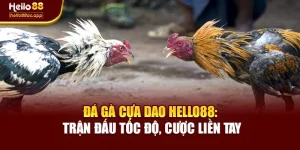 Đá Gà Cựa Dao Hello88: Trận Đấu Tốc Độ, Cược Liền Tay
