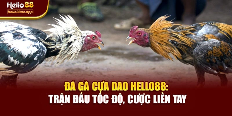 Đá Gà Cựa Dao Hello88: Trận Đấu Tốc Độ, Cược Liền Tay