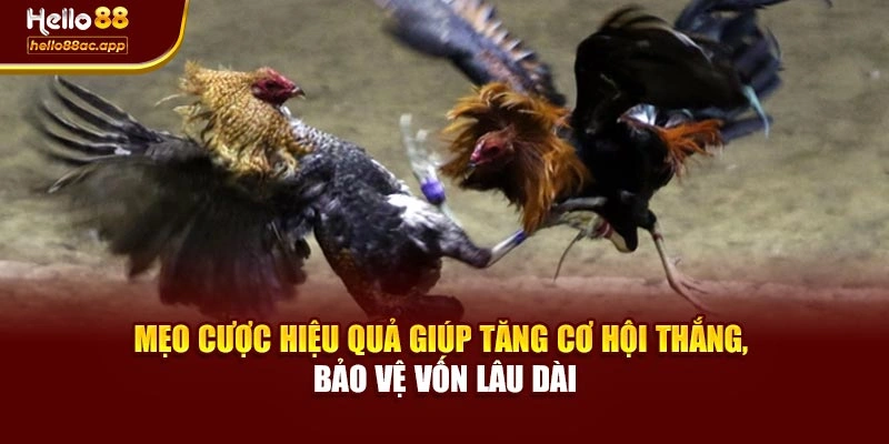 Mẹo cược hiệu quả giúp tăng cơ hội thắng, bảo vệ vốn lâu dài