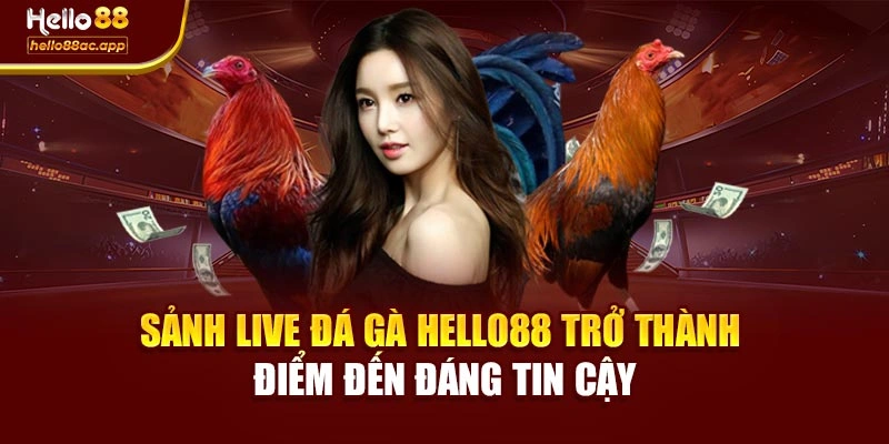 Sảnh Live đá gà Hello88 trở thành điểm đến đáng tin cậy