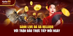 Sảnh Live Đá Gà Hello88 Với Trận Đấu Trực Tiếp Mỗi Ngày