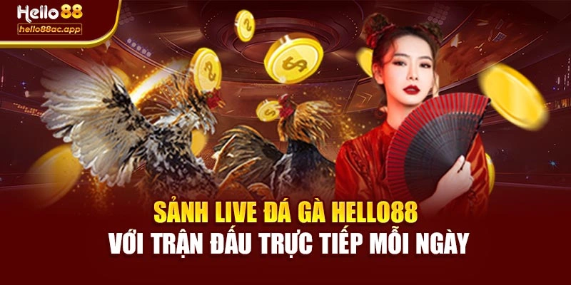 Sảnh Live Đá Gà Hello88 Với Trận Đấu Trực Tiếp Mỗi Ngày