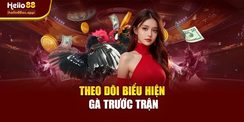 Theo dõi biểu hiện gà trước trận